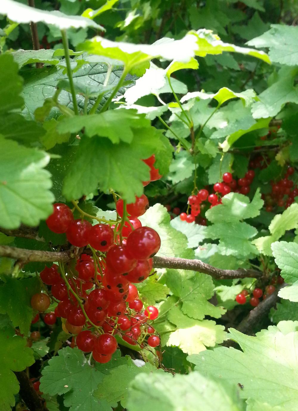 Photo of Red Currant (Ribes rubrum) uploaded by sundina