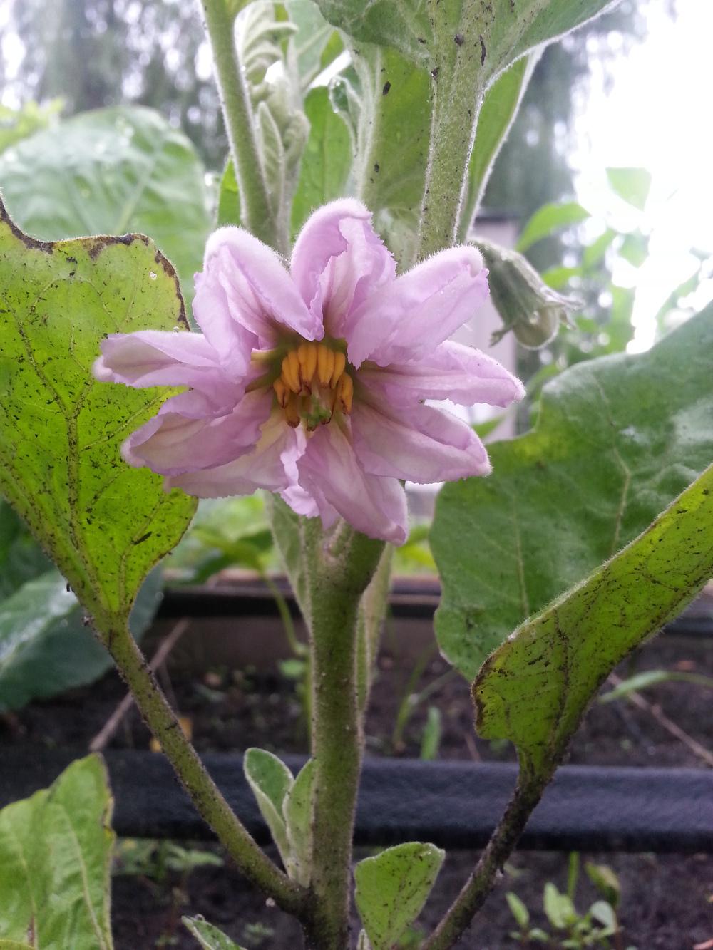 Photo of Eggplant (Solanum melongena 'Black Beauty') uploaded by sundina