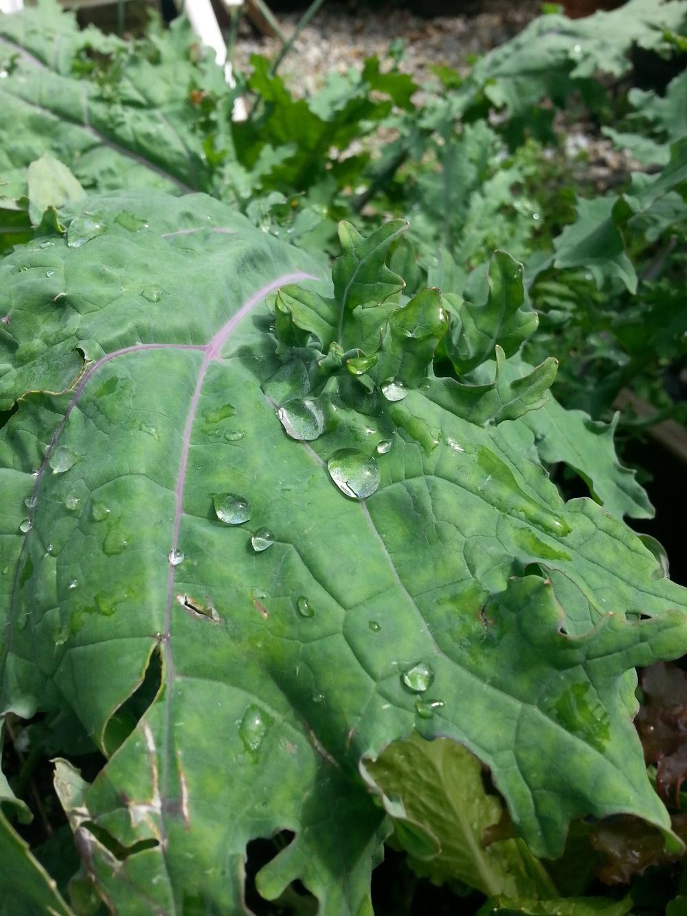 Photo of Siberian Kale (Brassica napus 'Red Russian') uploaded by sundina