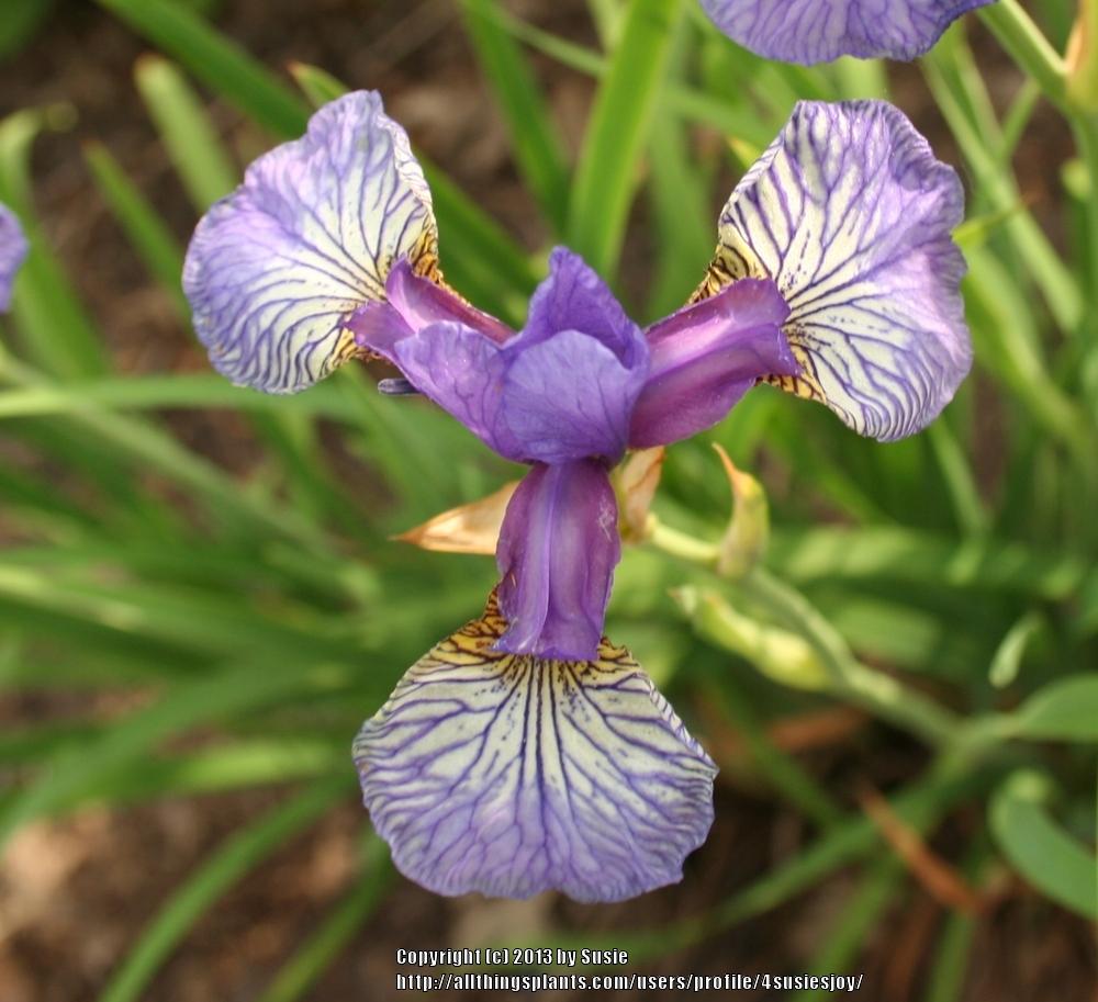 Photo of Siberian Iris (Iris 'Shaker's Prayer') uploaded by 4susiesjoy