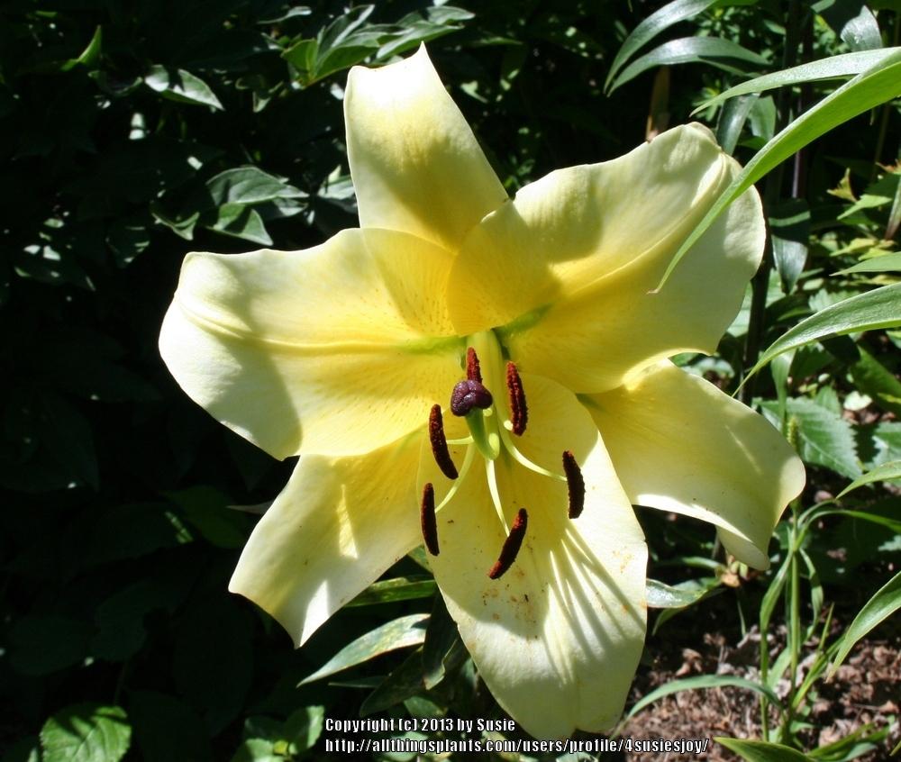 Photo of Lily (Lilium 'Conca d'Or') uploaded by 4susiesjoy