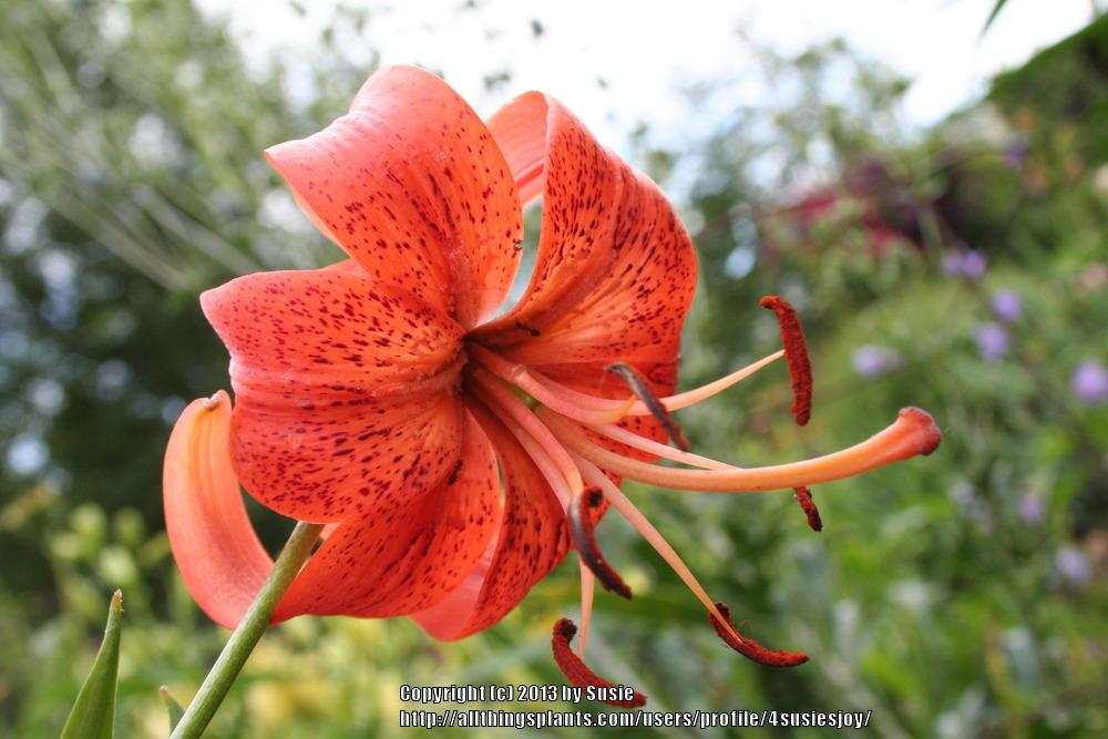Photo of Lily (Lilium 'Karen North') uploaded by 4susiesjoy