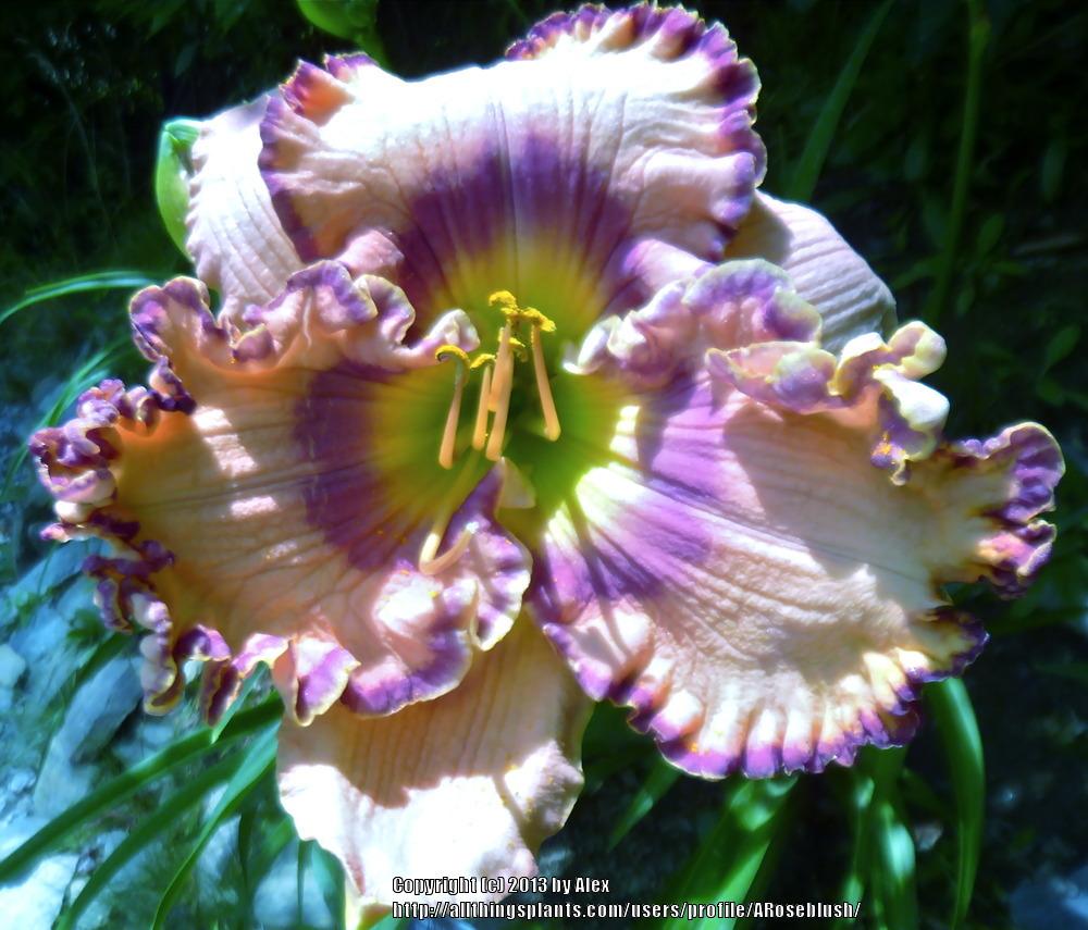 Photo of Daylily (Hemerocallis 'Force to Be Reckoned With') uploaded by ARoseblush