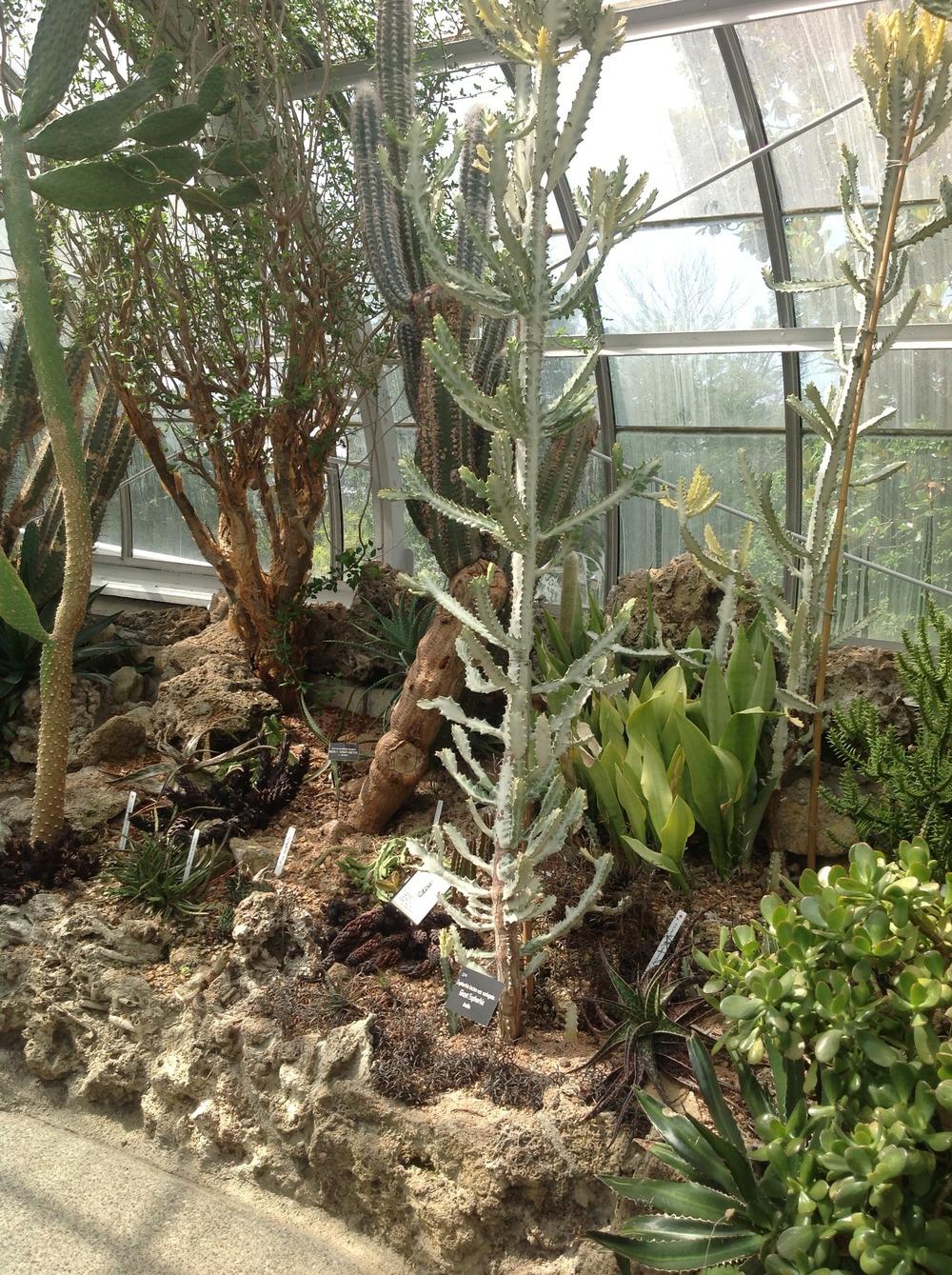 Photo of Euphorbia (Euphorbia lactea 'White Ghost') uploaded by Lilydaydreamer
