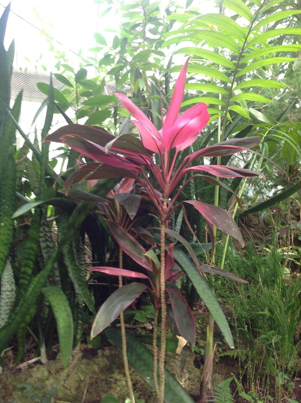 Photo of Ti Plant (Cordyline fruticosa 'Red Sister') uploaded by Lilydaydreamer