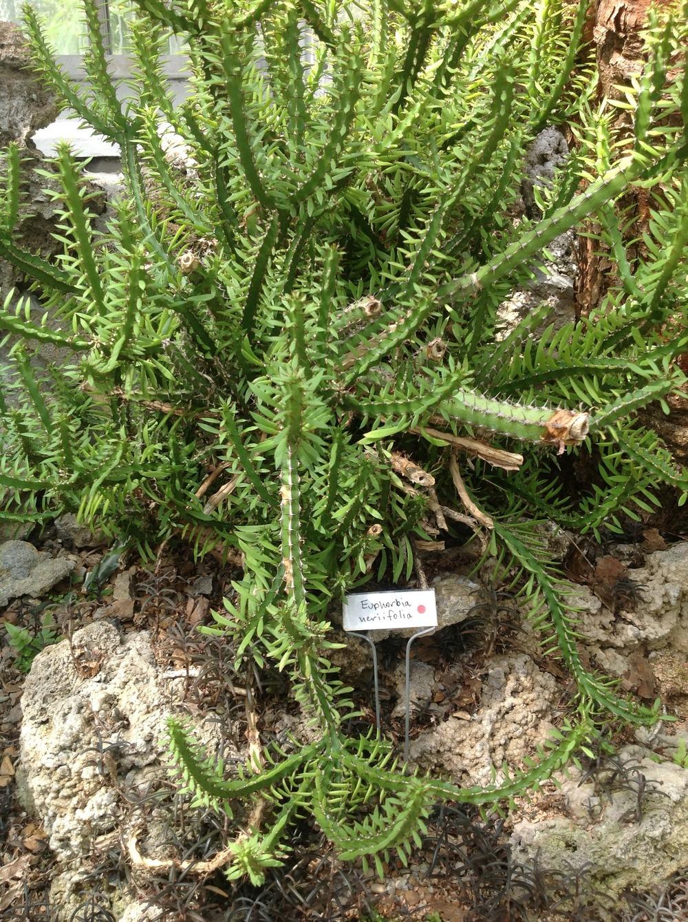 Photo of Hedge Euphorbia (Euphorbia neriifolia) uploaded by Lilydaydreamer