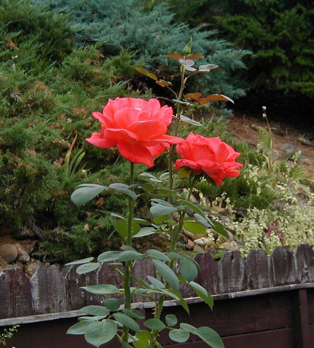 Photo of Rose (Rosa 'Tropicana') uploaded by RoseBlush1