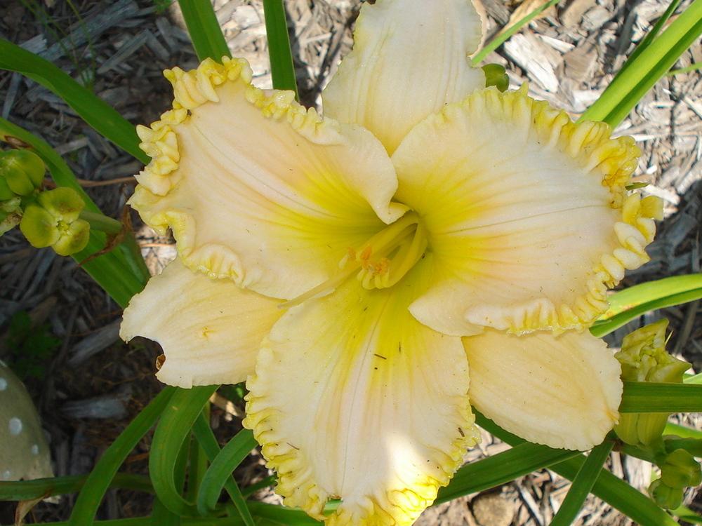 Photo of Daylily (Hemerocallis 'Mike Longo') uploaded by petalsnsepals