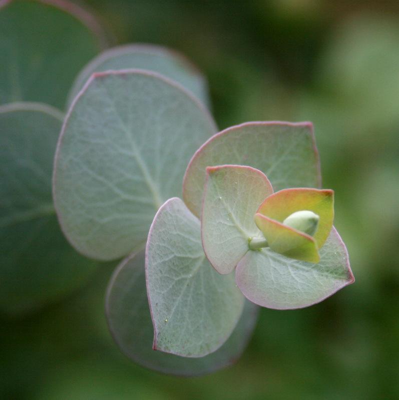 Photo of Florist Silver Dollar (Eucalyptus pulverulenta 'Baby Blue') uploaded by Calif_Sue