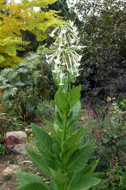Photo of Woodland Tobacco (Nicotiana sylvestris) uploaded by Calif_Sue