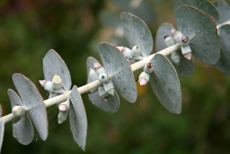 Photo of Florist Silver Dollar (Eucalyptus pulverulenta 'Baby Blue') uploaded by Calif_Sue