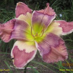 Location: Shady Rest Gardens  Cartersville, GA.
Date: 2013-07-23
Added this spring.  Bloom is rebloom.