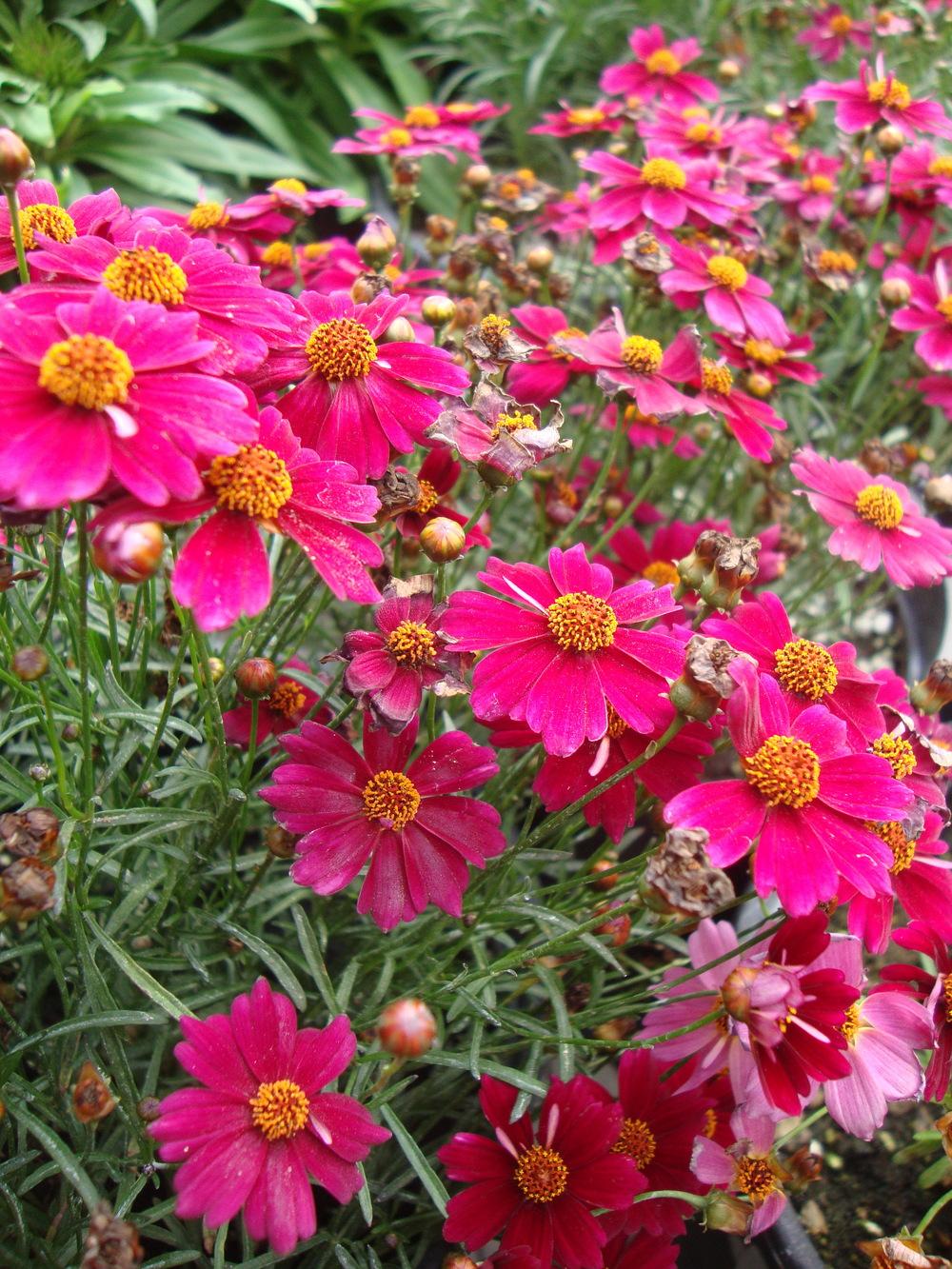 Photo of Hybrid Tickseed (Coreopsis 'Cranberry Ice') uploaded by Paul2032
