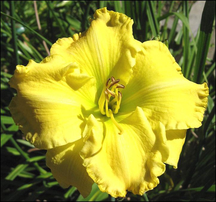 Photo of Daylily (Hemerocallis 'Polly Wolly Doodle') uploaded by Polymerous