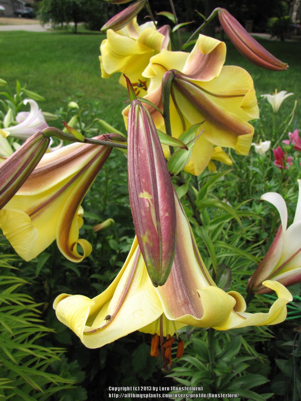 Photo of Lily (Lilium 'Tropical Isle') uploaded by Roosterlorn