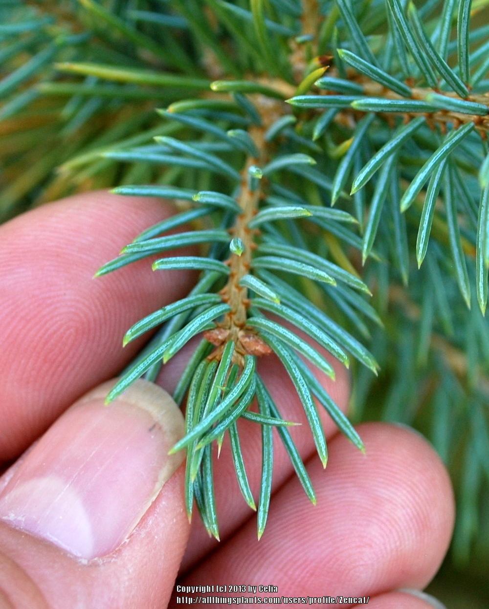 Photo of Colorado Blue Spruce (Picea pungens) uploaded by Zencat