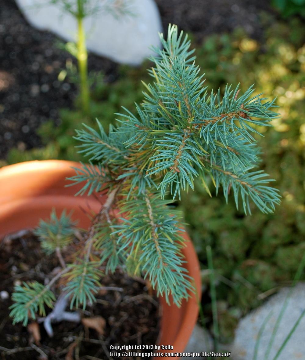 Photo of Colorado Blue Spruce (Picea pungens) uploaded by Zencat
