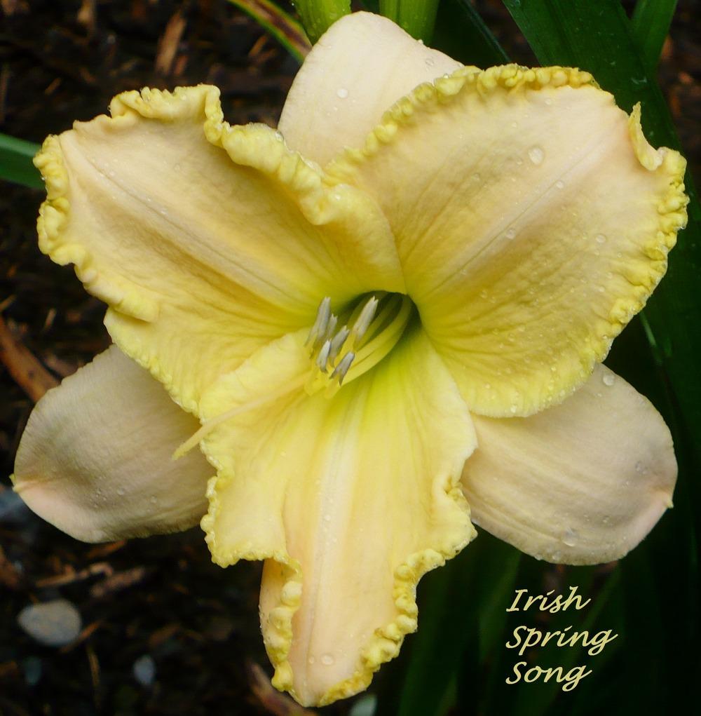 Photo of Daylily (Hemerocallis 'Irish Spring Song') uploaded by julrich
