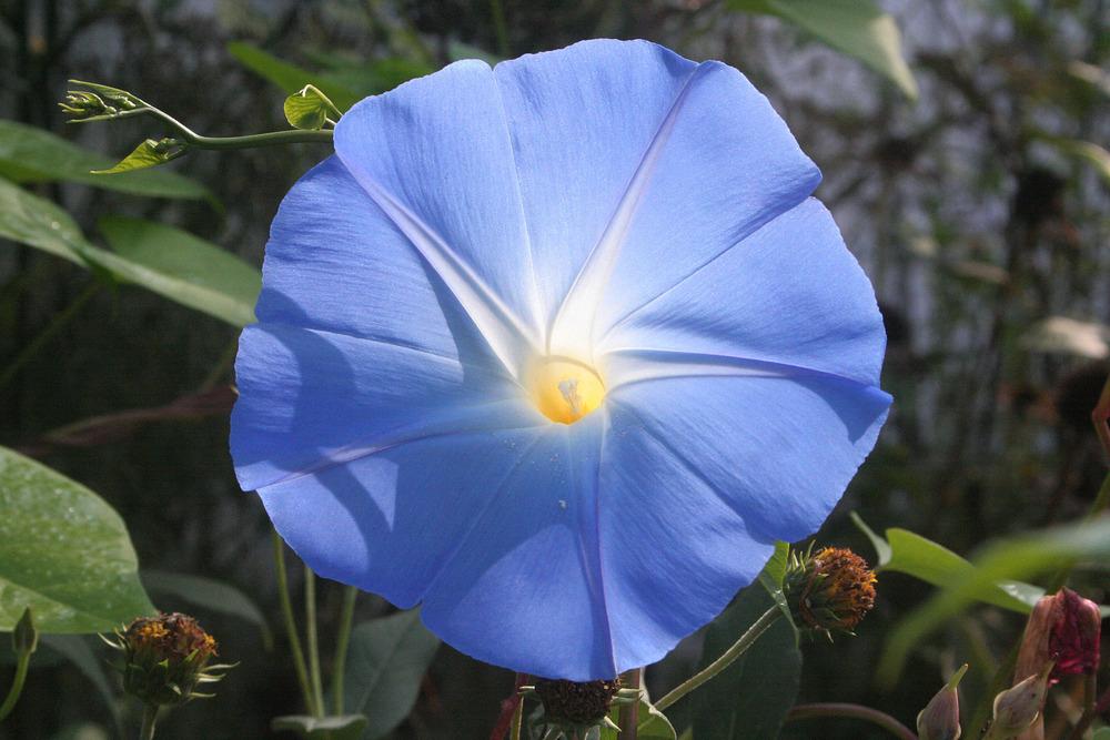 Photo of Morning Glory (Ipomoea tricolor 'Heavenly Blue') uploaded by luvsgrtdanes