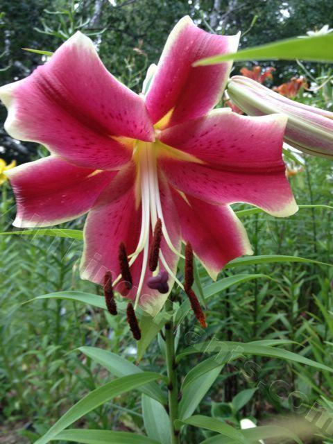 Photo of Lily (Lilium African Lady) uploaded by magnolialover