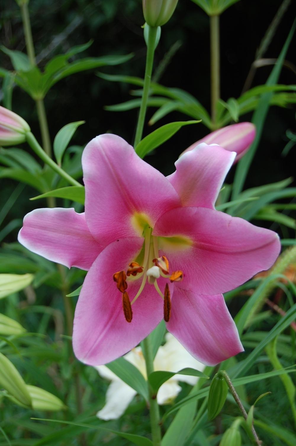 Photo of Lily (Lilium 'Chiara') uploaded by pixie62560
