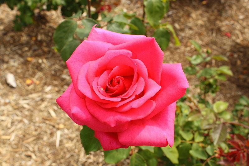 Photo of Rose (Rosa 'Prima Donna') uploaded by robertduval14