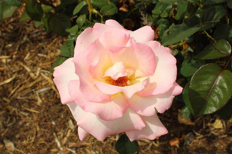 Photo of Rose (Rosa 'Pink Promise') uploaded by robertduval14