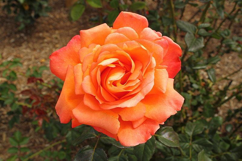 Photo of Rose (Rosa 'Voodoo') uploaded by robertduval14