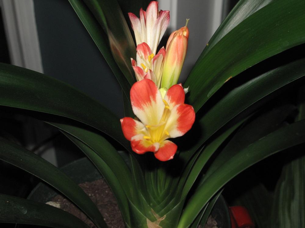 Photo of Clivias (Clivia) uploaded by rocklady