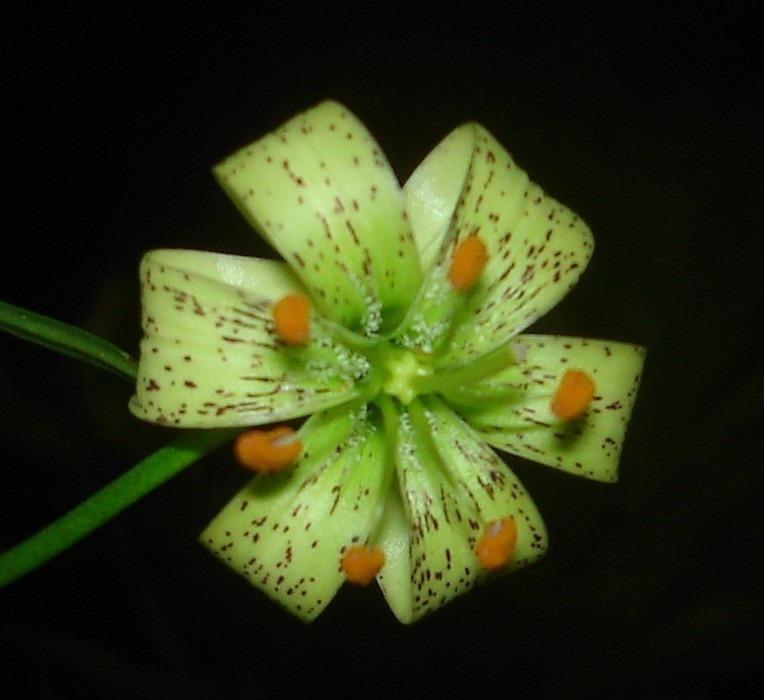 Photo of Lily (Lilium fargesii) uploaded by speciesrok