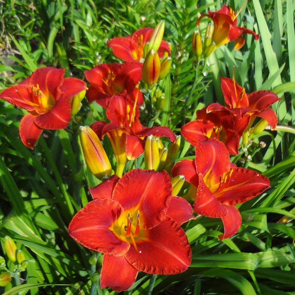 Photo of Daylily (Hemerocallis 'Caught Red Handed') uploaded by stilldew
