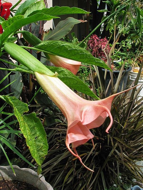 Photo of Angel Trumpet (Brugmansia 'Butterfly') uploaded by Calif_Sue
