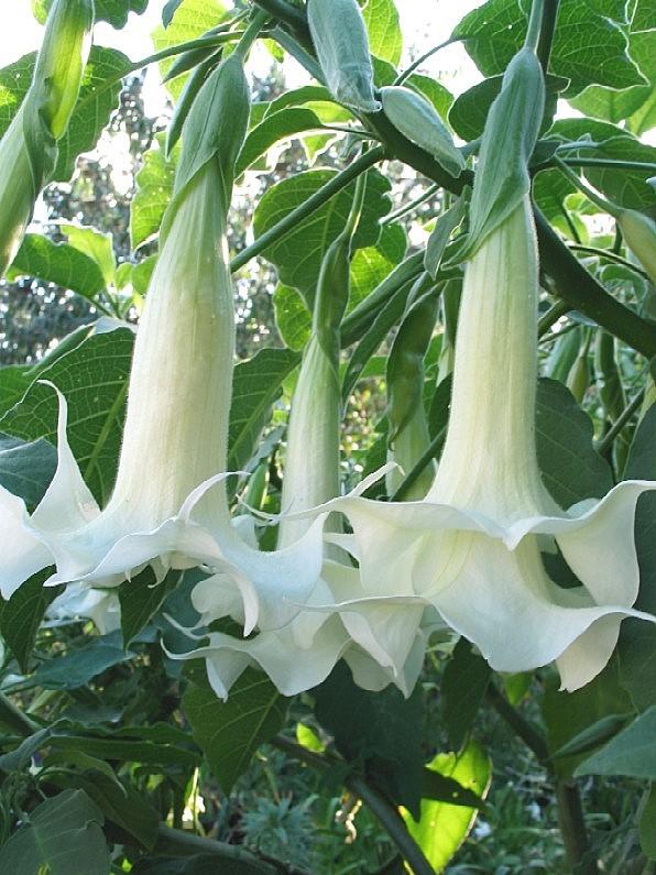 Photo of Angel's Trumpets (Brugmansia) uploaded by Calif_Sue
