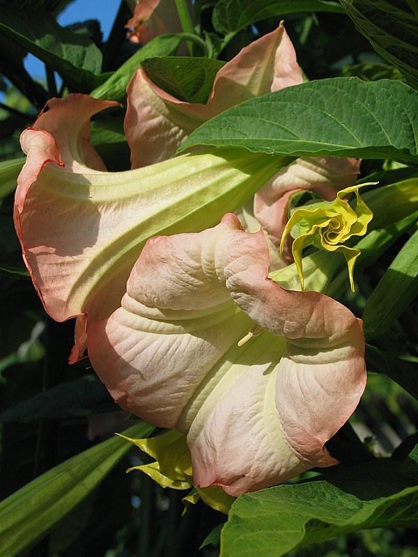 Photo of Angel's Trumpet (Brugmansia 'Frosty Pink') uploaded by Calif_Sue