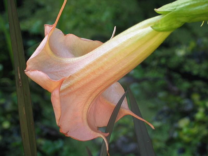 Photo of Angel Trumpet (Brugmansia 'Butterfly') uploaded by Calif_Sue