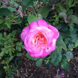 Location: Denver Metro CO
Date: 2013-07-24
Been stingy with blooms this year, but this is true-to-color.  Ve