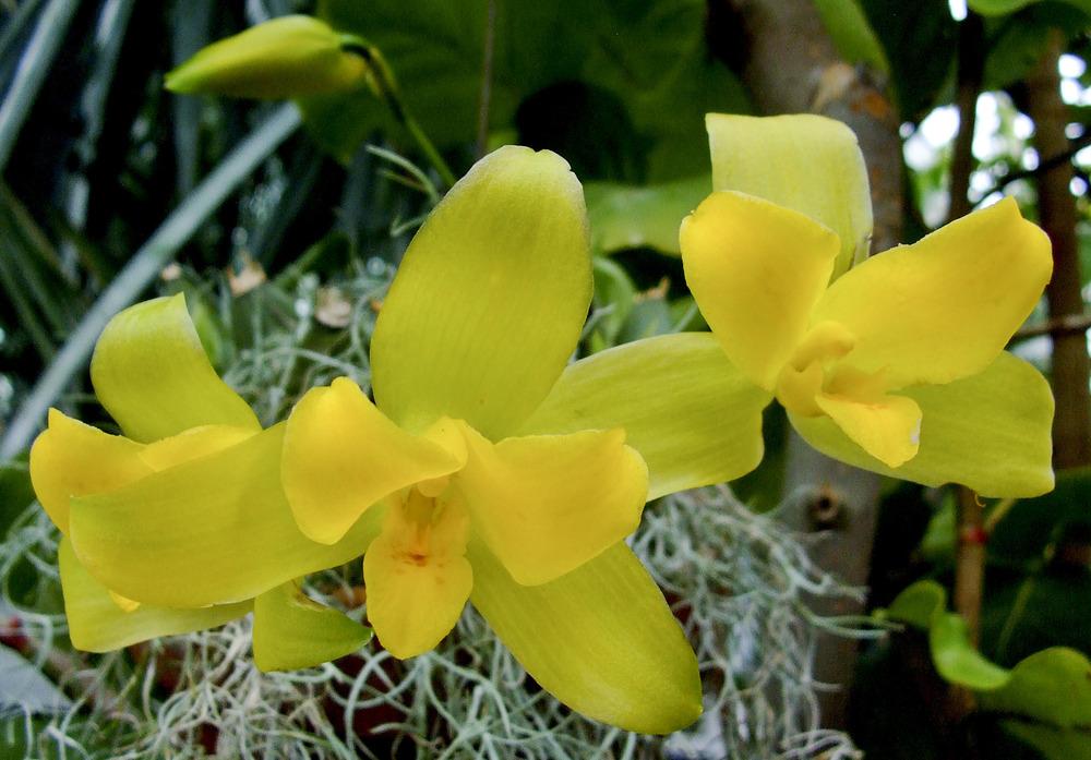 Photo of Orchid (Prosthechea tigrina) uploaded by bxncbx