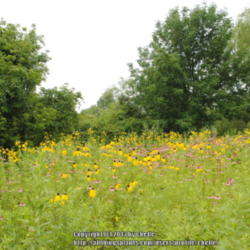 Location: My Northeastern Indiana Gardens - Zone 5b
Date: 2013-07-22