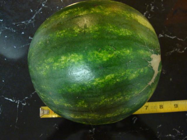 Photo of Watermelons (Citrullus lanatus) uploaded by flaflwrgrl