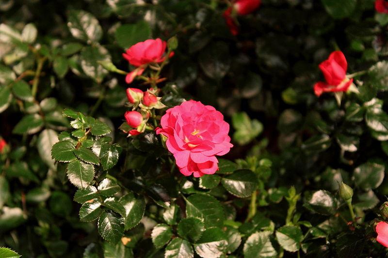 Photo of Groundcover Rose (Rosa 'Flower Carpet Scarlet') uploaded by robertduval14