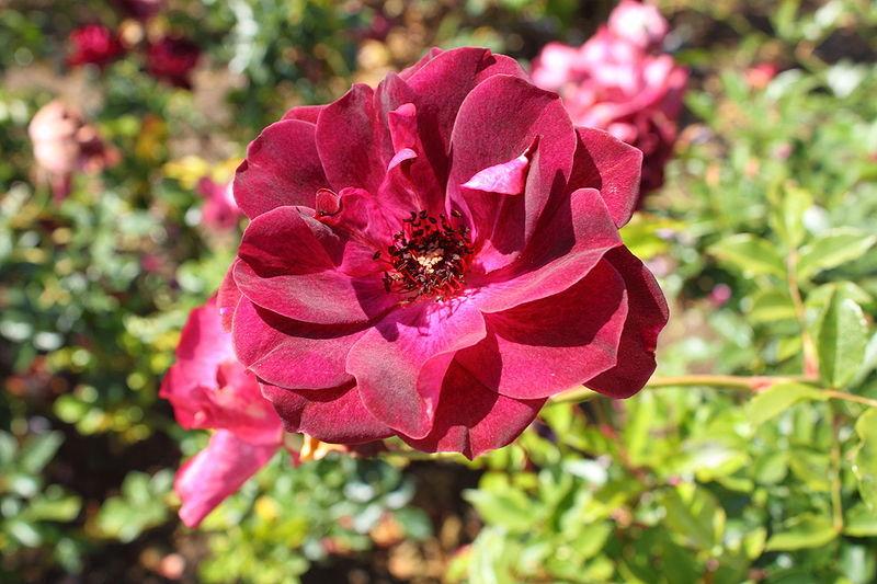 Photo of Rose (Rosa 'Burgundy Iceberg') uploaded by robertduval14