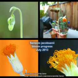 Location: At our garden - San Joaquin County, CA
Date: Month of July 2013
Bloom show of Senecio jacobsenii