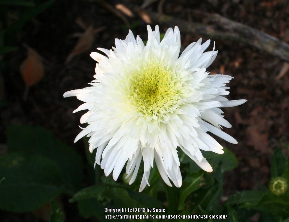 Photo of Shasta Daisy (Leucanthemum x superbum 'Fiona Coghill') uploaded by 4susiesjoy