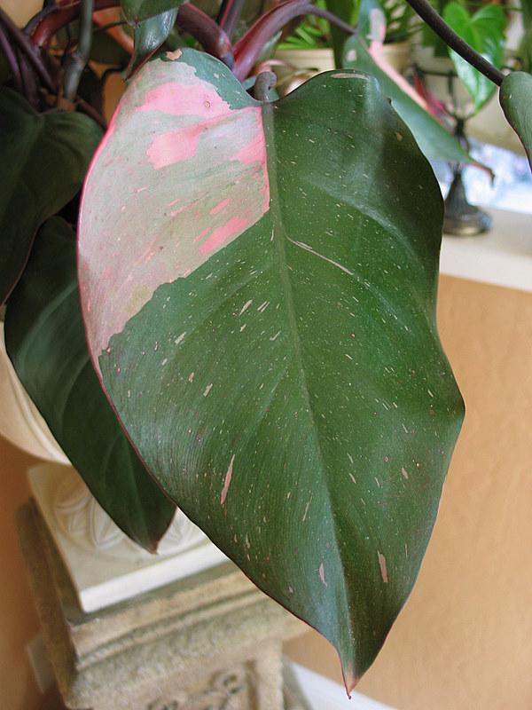 Photo of Blushing Philodendron (Philodendron erubescens 'Pink Princess') uploaded by Calif_Sue