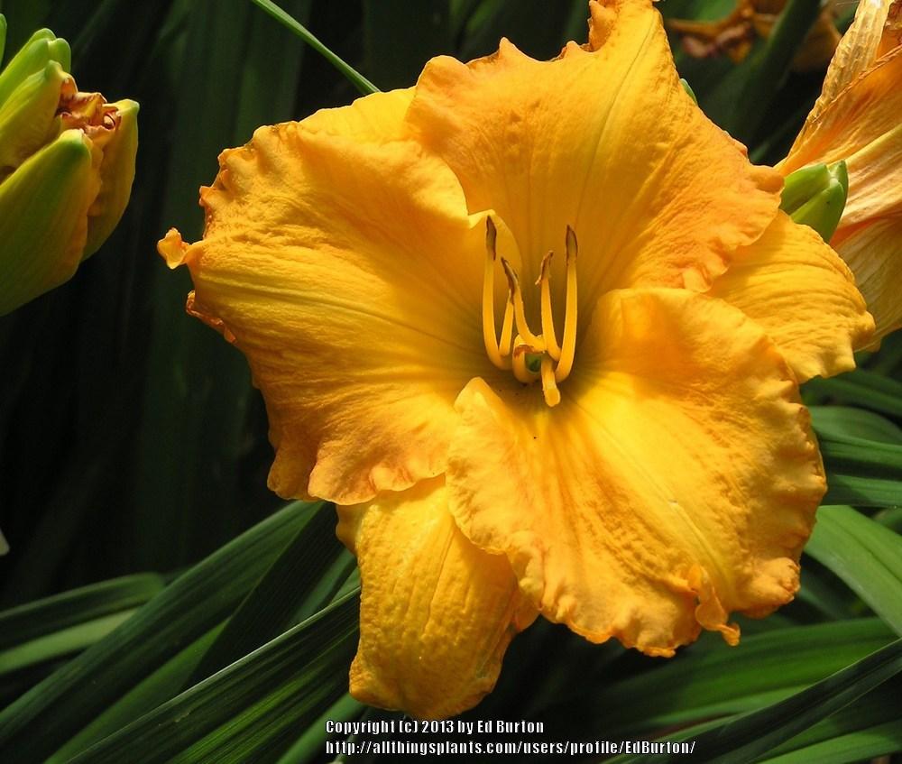 Photo of Daylily (Hemerocallis 'Orange Aglow') uploaded by EdBurton
