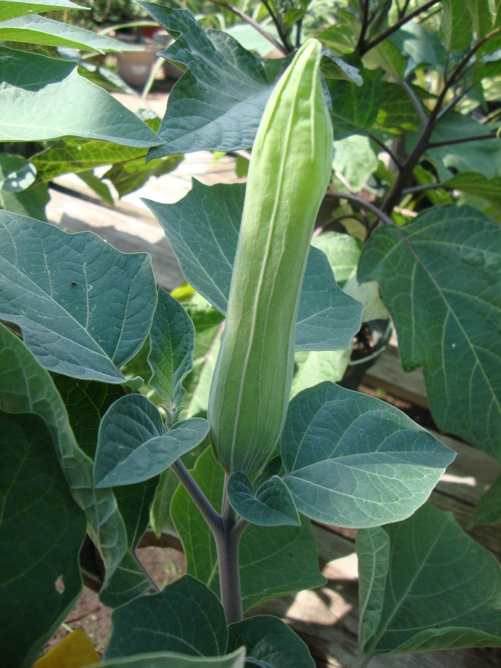 Photo of Jimson Weed (Datura innoxia) uploaded by Paul2032