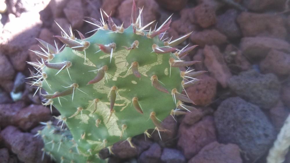 Photo of Prickly Pears (Opuntia) uploaded by a2b1c3