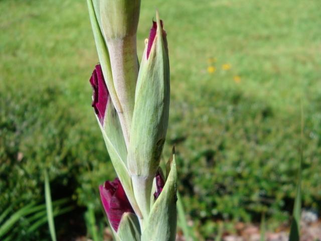 Photo of Gladiola (Gladiolus) uploaded by flaflwrgrl
