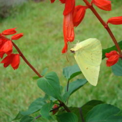Location: zone 8 Lake City, Fl.
Date: 2013-07-24
Cloudless sulphur butterfly on bloom