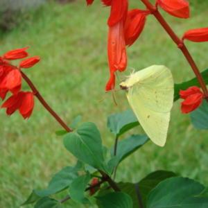 Cloudless sulphur butterfly on bloom